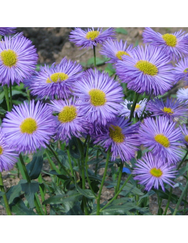 Vergerette à grandes fleurs