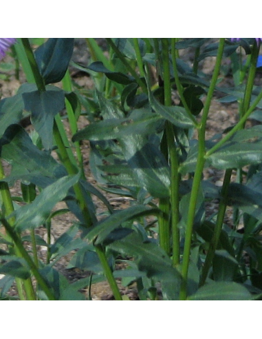 Vergerette à grandes fleurs