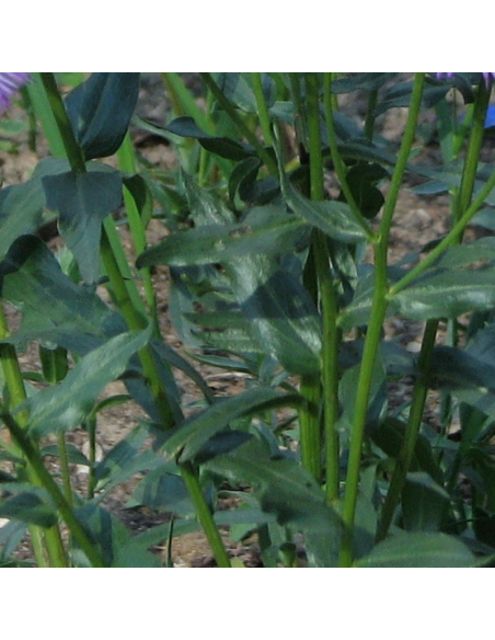 Vergerette à grandes fleurs