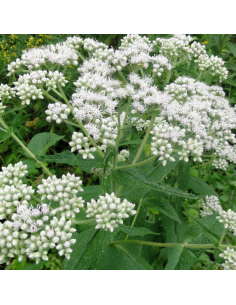 Eupatoire perfolié - Eupatorium perfoliatum