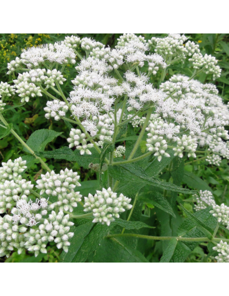 Eupatoire perfolié - Eupatorium perfoliatum