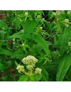 Eupatoire perfolié - Eupatorium perfoliatum 2