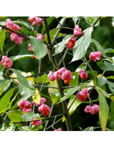 Fusain d'Europe - Euonymus Europeus 2