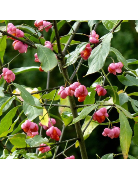 Fusain d'Europe - Euonymus Europeus