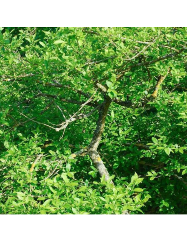 Fusain d'Europe - Euonymus Europeus