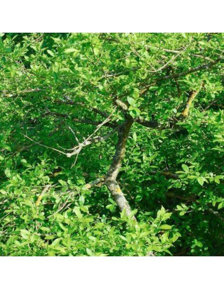 Fusain d'Europe - Euonymus Europeus