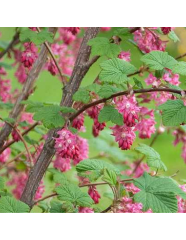 Groseiller à fleurs - Ribes Sanguineum