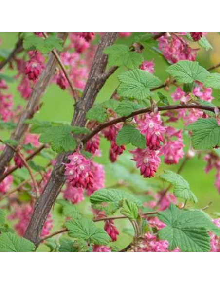 Groseiller à fleurs - Ribes Sanguineum