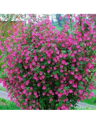 Groseiller à fleurs - Ribes Sanguineum