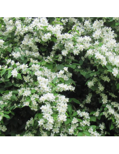 Seringat Virginal - Philadelphus Coronarius