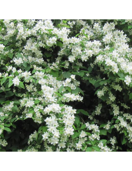 Seringat Virginal - Philadelphus Coronarius