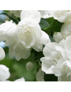 Seringat Virginal - Philadelphus Coronarius 2