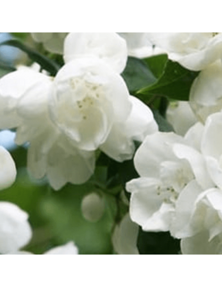 Seringat Virginal - Philadelphus Coronarius