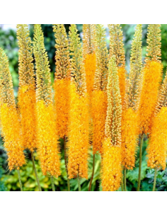 Lis des steppes en griffe - Eremurus Pinokkio