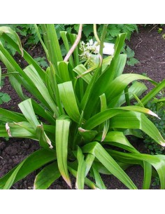 Lis des steppes Line Dance en griffe - Eremurus Line Dance 2