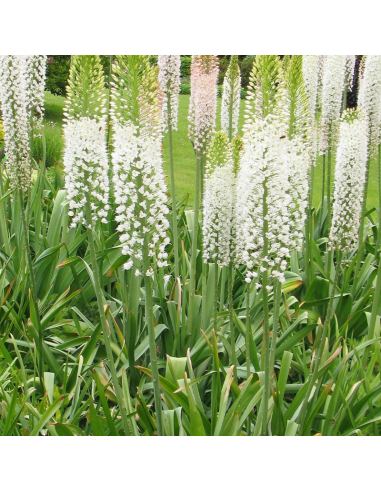 Lis des steppes Line Dance en griffe - Eremurus Line Dance