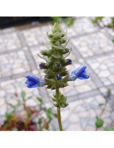 Sauge uliginosa African skies