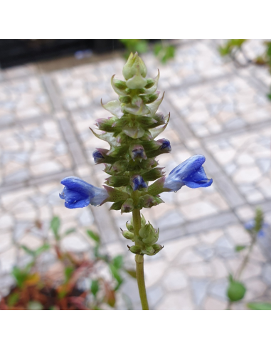 Sauge des marais - Salvia Uliginosa African skies