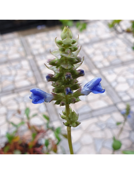 Sauge des marais - Salvia Uliginosa African skies