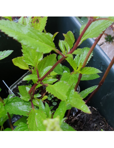 Sauge des marais - Salvia Uliginosa African skies 2
