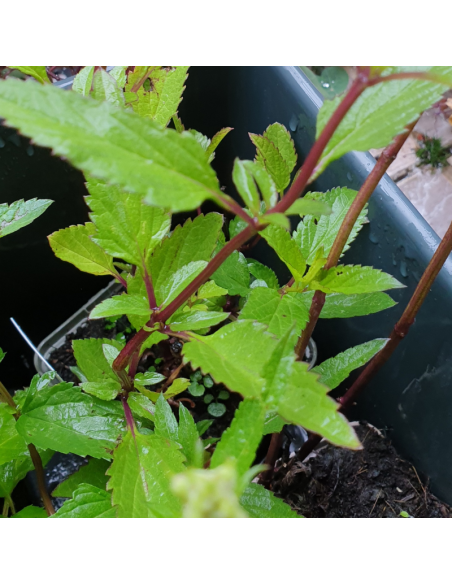 Sauge des marais - Salvia Uliginosa African skies