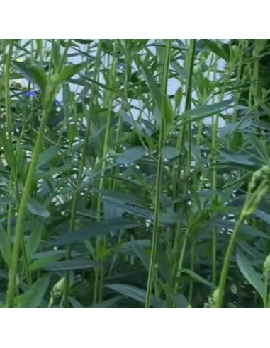 Sauge des marais - Salvia Uliginosa African skies