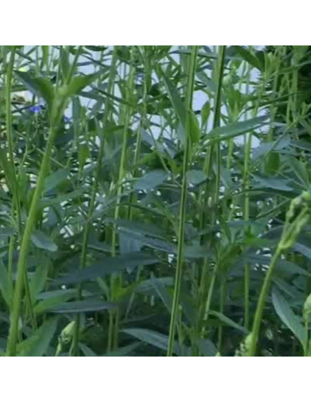 Sauge des marais - Salvia Uliginosa African skies