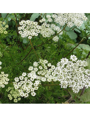 Persil de la Baltique - Cenolophium Denudatum