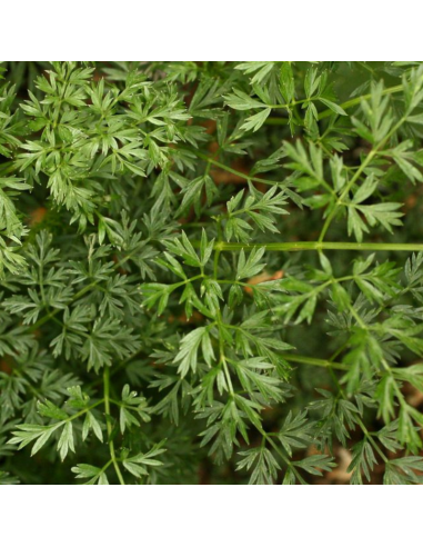 Persil de la Baltique - Cenolophium Denudatum