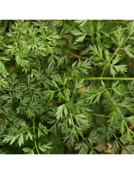 Persil de la Baltique - Cenolophium Denudatum