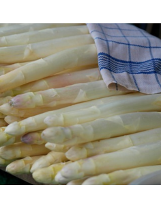 Asperge - Aspargus officinalis