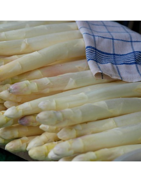 Asperge - Aspargus officinalis