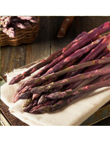 Asperge - Aspargus officinalis