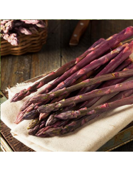 Asperge - Aspargus officinalis