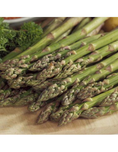 Asperge - Aspargus officinalis