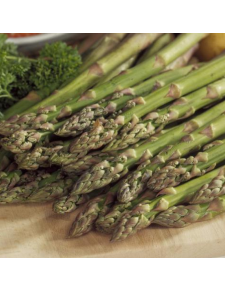 Asperge - Aspargus officinalis