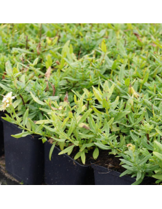 Hysope officinale alba - Hysope blanche 2