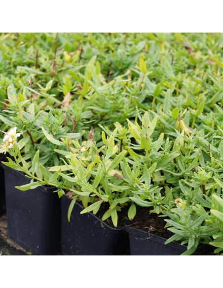 Hysope officinale alba - Hysope blanche