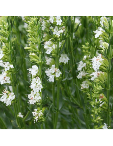 Hysope officinale alba - Hysope blanche