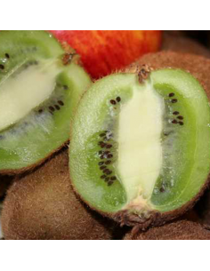 Kiwi autofertile Solissimo - Actinidia deliciosa Solissimo