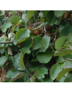 Kiwi autofertile Solissimo - Actinidia deliciosa Solissimo 2