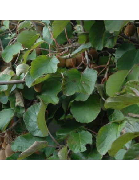 Kiwi autofertile Solissimo - Actinidia deliciosa Solissimo