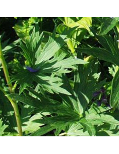 Pied d'alouette Belladonna Bellamosum - Delphinium lot de 4 2