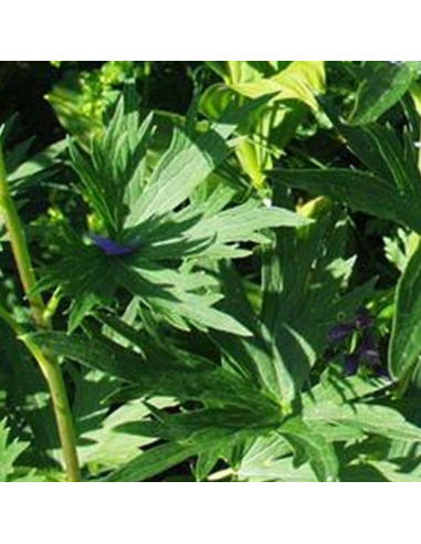 Pied d'alouette Belladonna Bellamosum -...