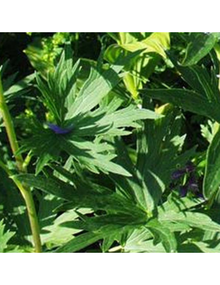 Pied d'alouette Belladonna Bellamosum - Delphinium lot de 4