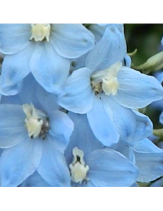 Pied d'alouette Cliveden beauty - Delphinium lot de 4