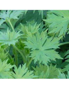 Pied d'alouette King Arthur - Delphinium lot de 4 2