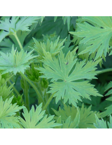 Pied d'alouette Galahad - Delphinium lot de 4