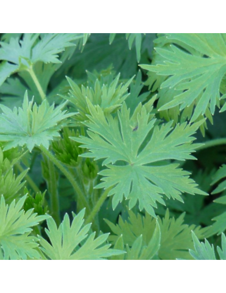 Pied d'alouette Galahad - Delphinium lot de 4