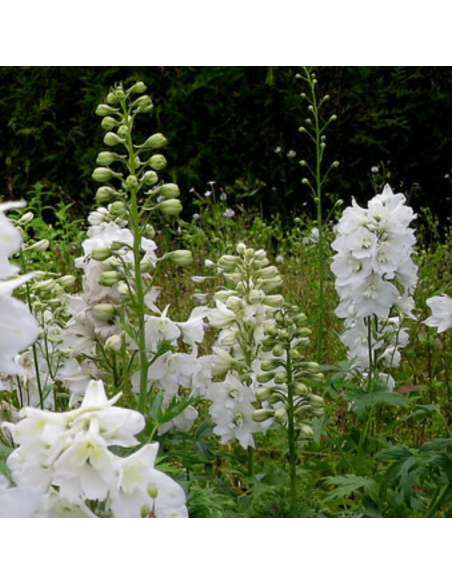 Pied d'alouette Galahad - Delphinium lot de 4